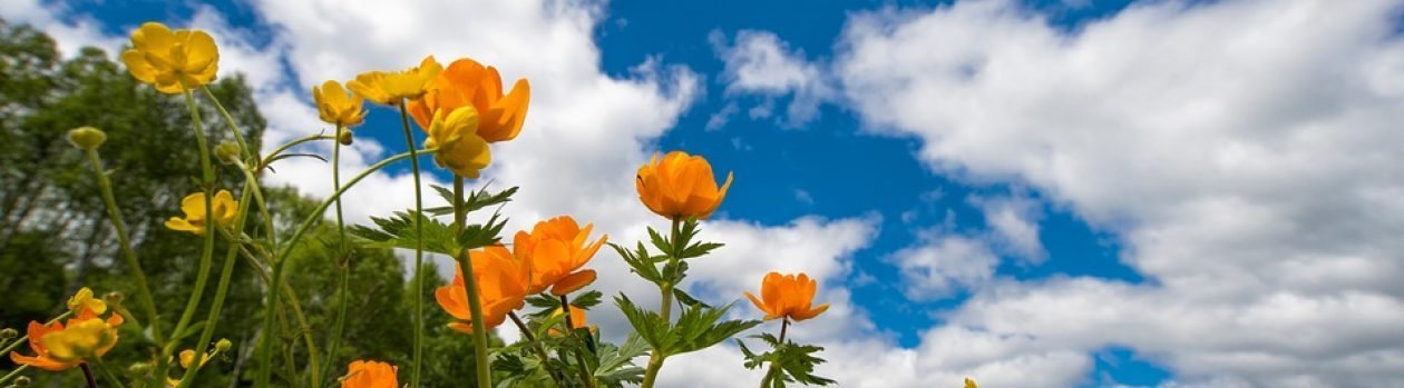 Orangefarbene Trollblumen vor blauem Himmel
